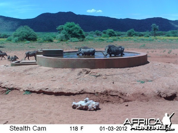 Trail Camera Namibia