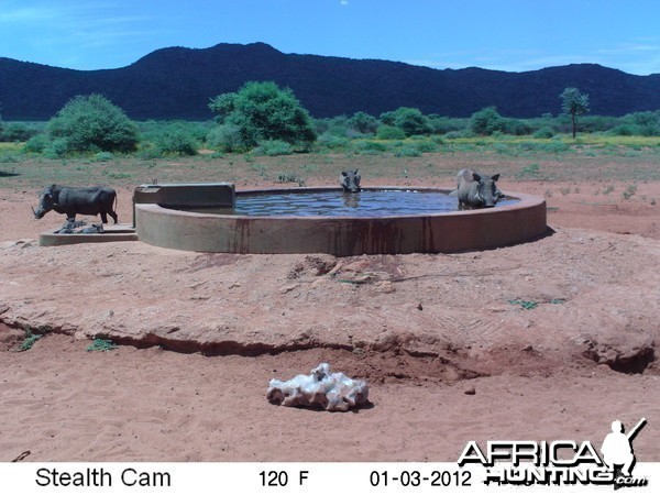 Trail Camera Namibia