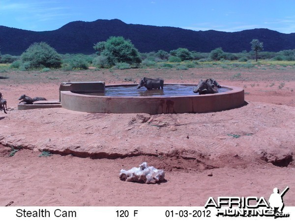 Trail Camera Namibia