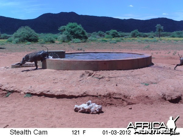 Trail Camera Namibia