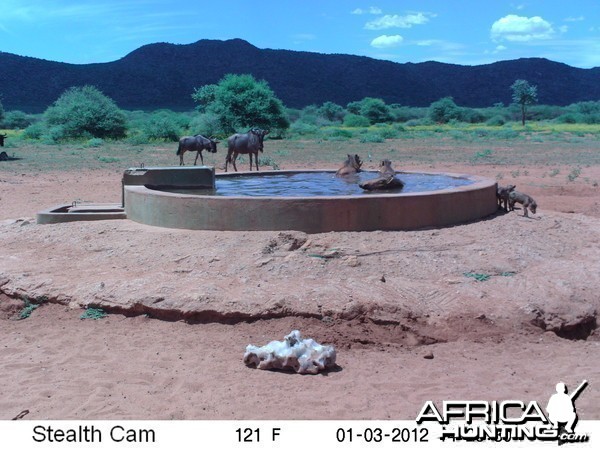 Trail Camera Namibia