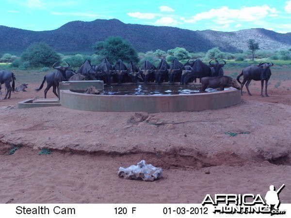 Trail Camera Namibia