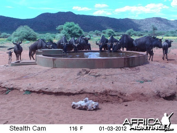 Trail Camera Namibia