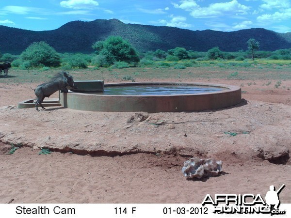 Trail Camera Namibia