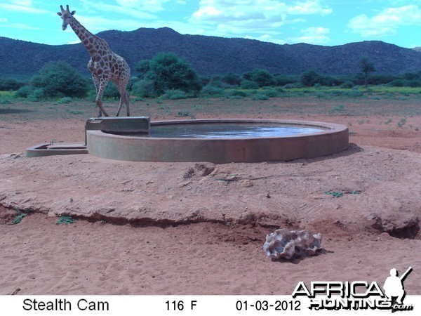 Trail Camera Namibia