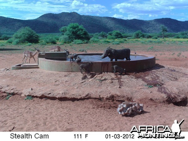 Trail Camera Namibia