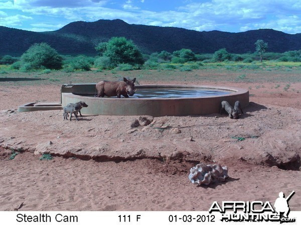 Trail Camera Namibia