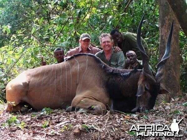 Old eland that took his last steps in to the rainforest