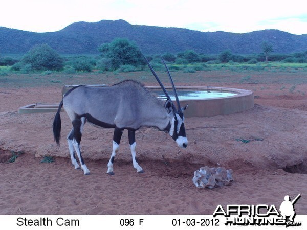 Trail Camera Namibia