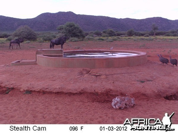 Trail Camera Namibia