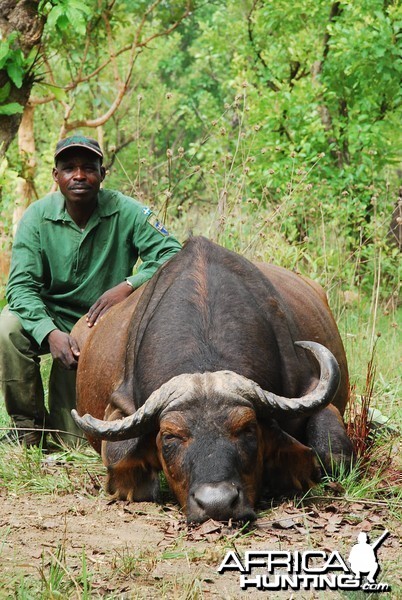 Old worn down Central African Savanna Buffalo