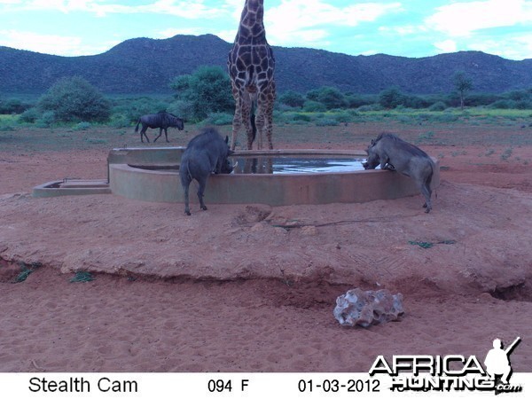 Trail Camera Namibia