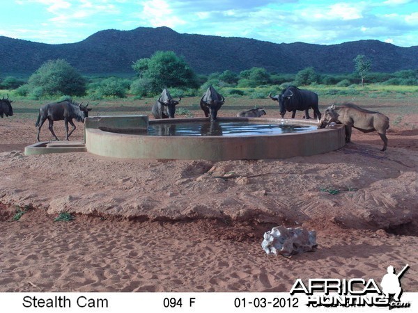 Trail Camera Namibia