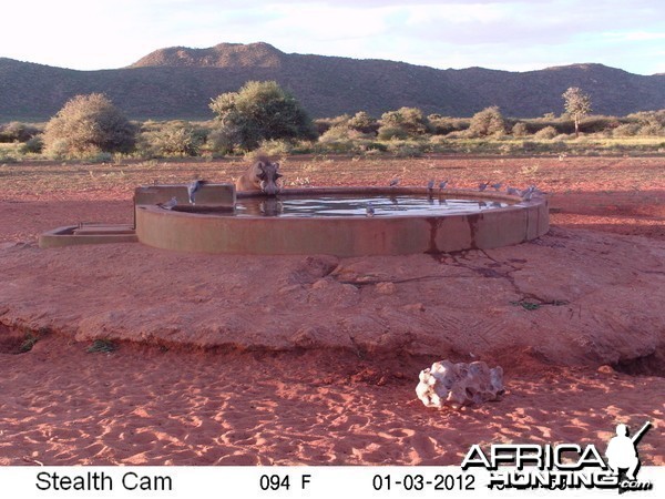 Trail Camera Namibia