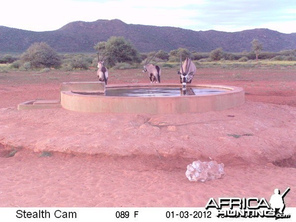 Trail Camera Namibia