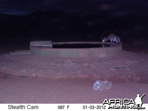 Trail Camera Namibia