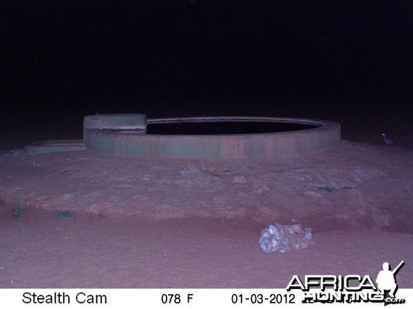 Trail Camera Namibia