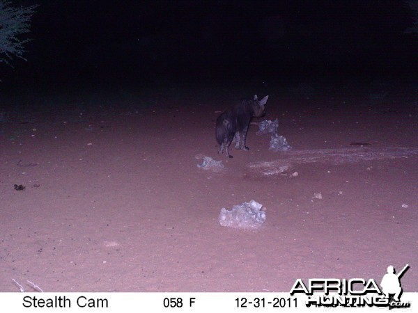 Brown Hyena Trail Camera Namibia