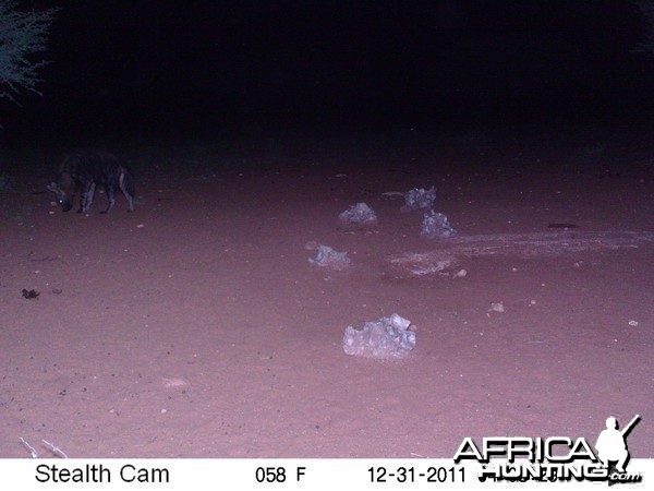 Brown Hyena Trail Camera Namibia