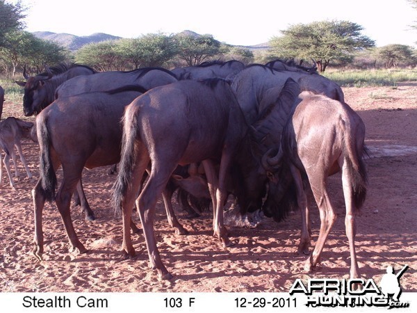 Trail Camera Namibia