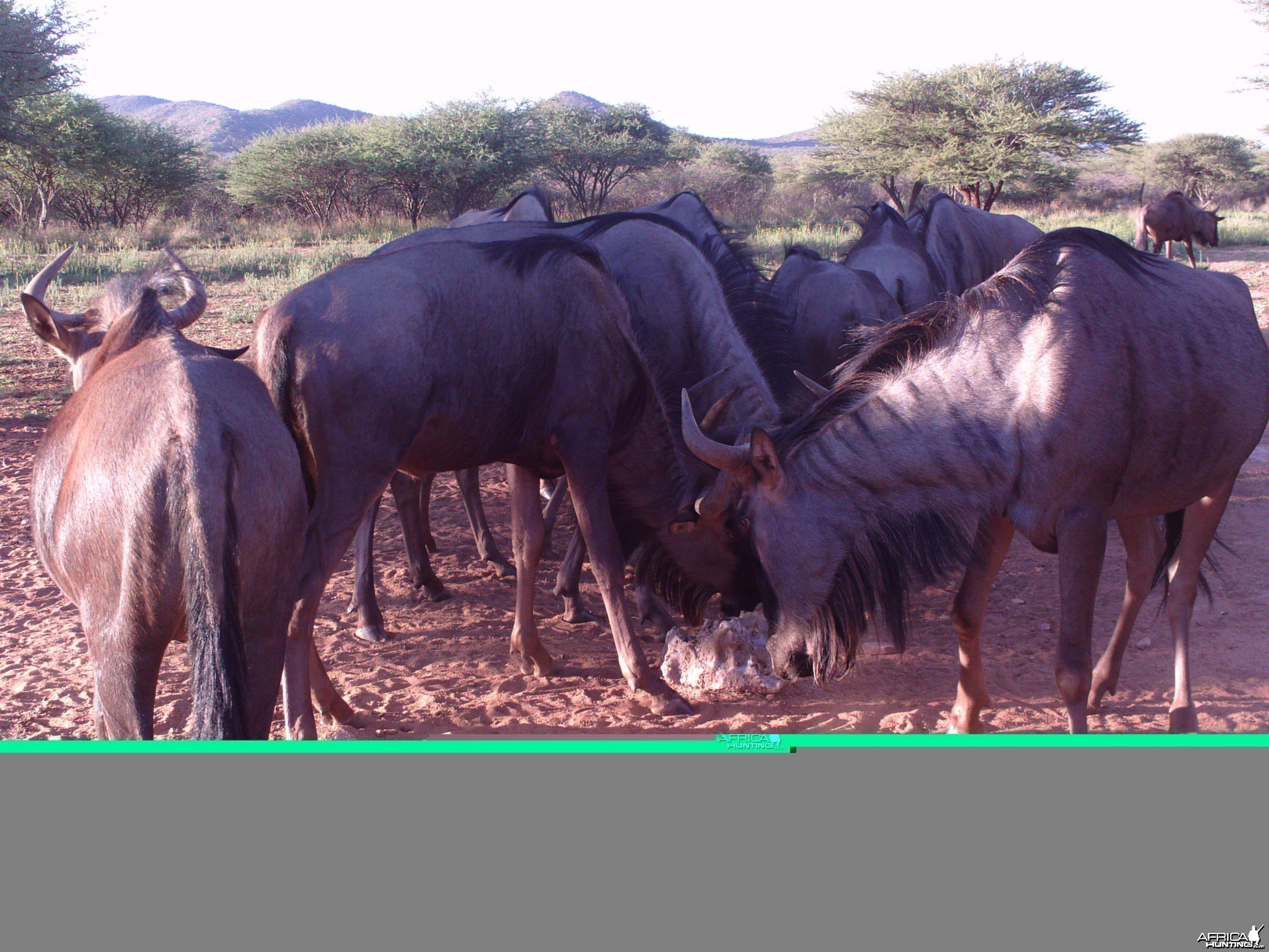 Trail Camera Namibia