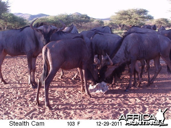 Trail Camera Namibia