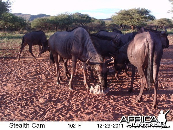 Trail Camera Namibia