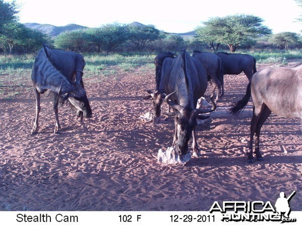 Trail Camera Namibia