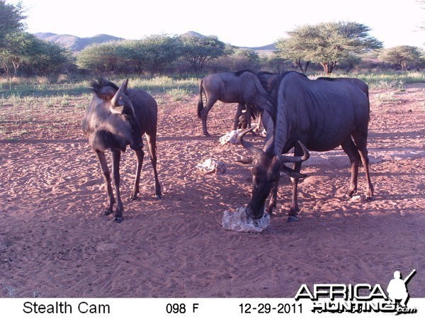 Trail Camera Namibia