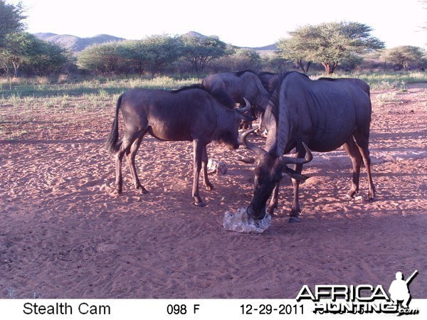 Trail Camera Namibia