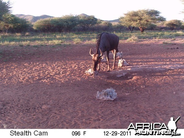 Trail Camera Namibia