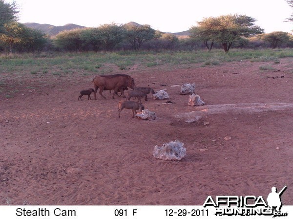 Trail Camera Namibia