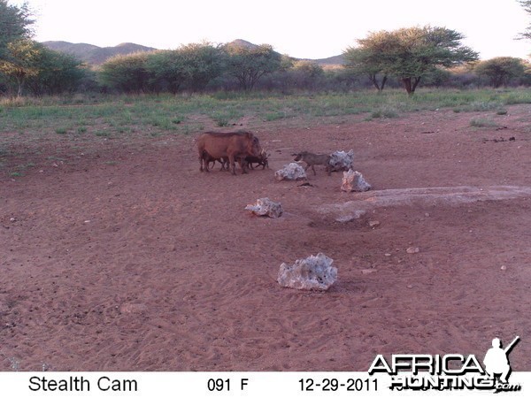 Trail Camera Namibia