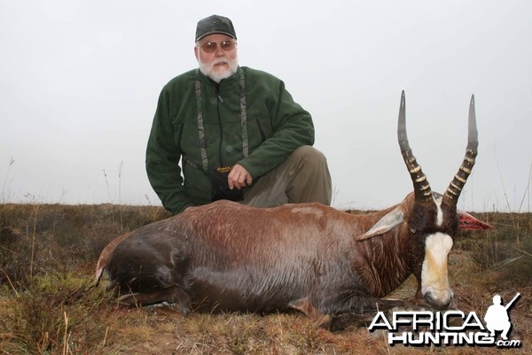 Blesbok in the pouring rain.