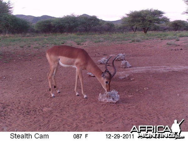 Trail Camera Namibia