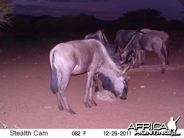 Trail Camera Namibia