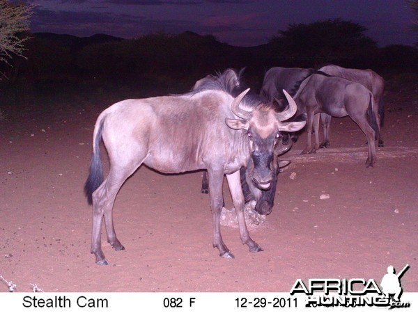 Trail Camera Namibia