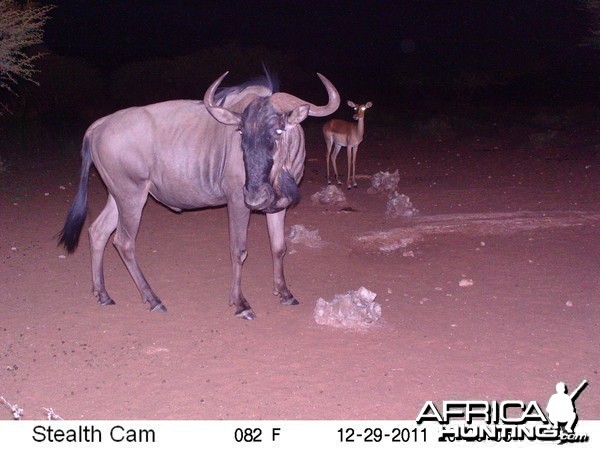 Trail Camera Namibia