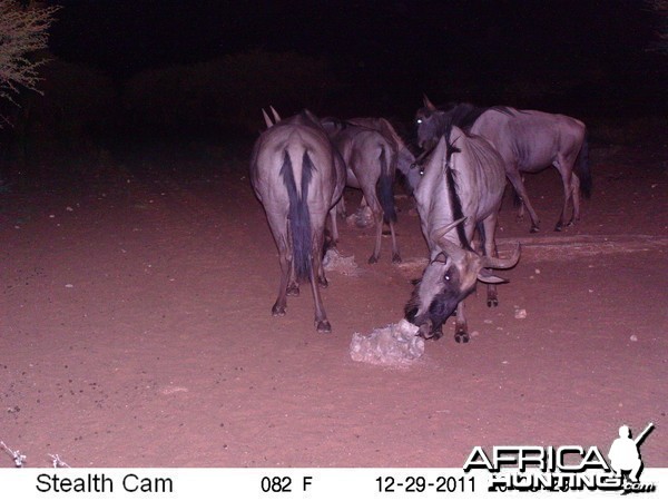 Trail Camera Namibia