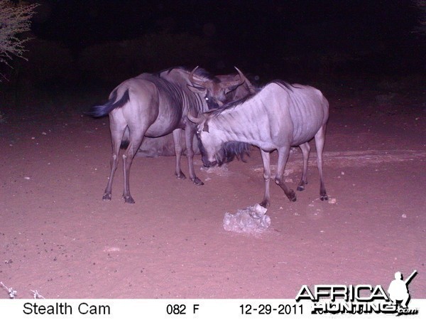 Trail Camera Namibia