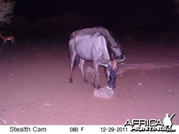 Trail Camera Namibia