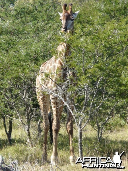 Nice male Giraffe in the bush.