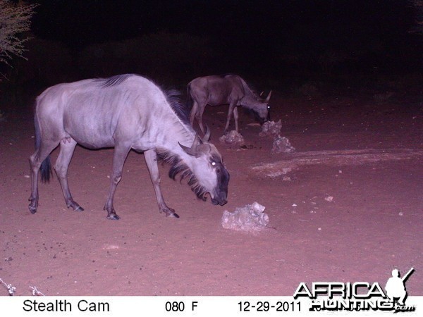 Trail Camera Namibia