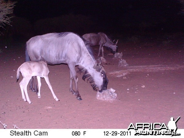 Trail Camera Namibia