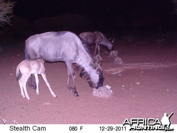 Trail Camera Namibia