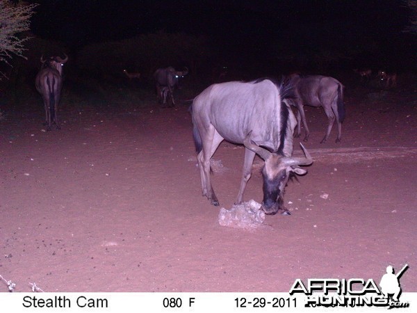 Trail Camera Namibia