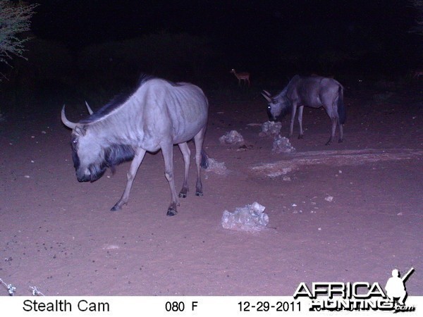 Trail Camera Namibia