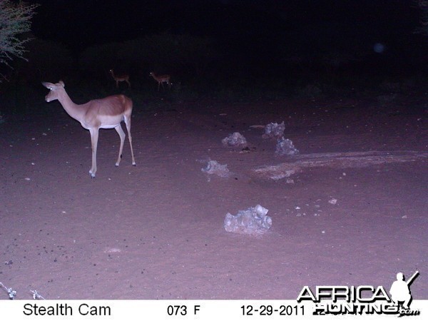 Trail Camera Namibia