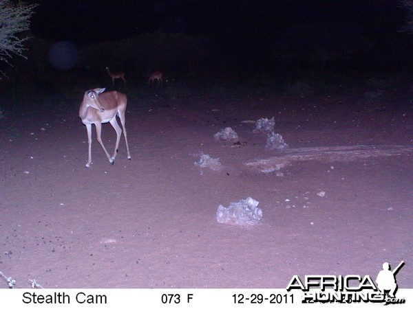 Trail Camera Namibia