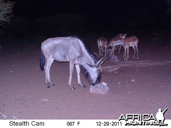 Trail Camera Namibia